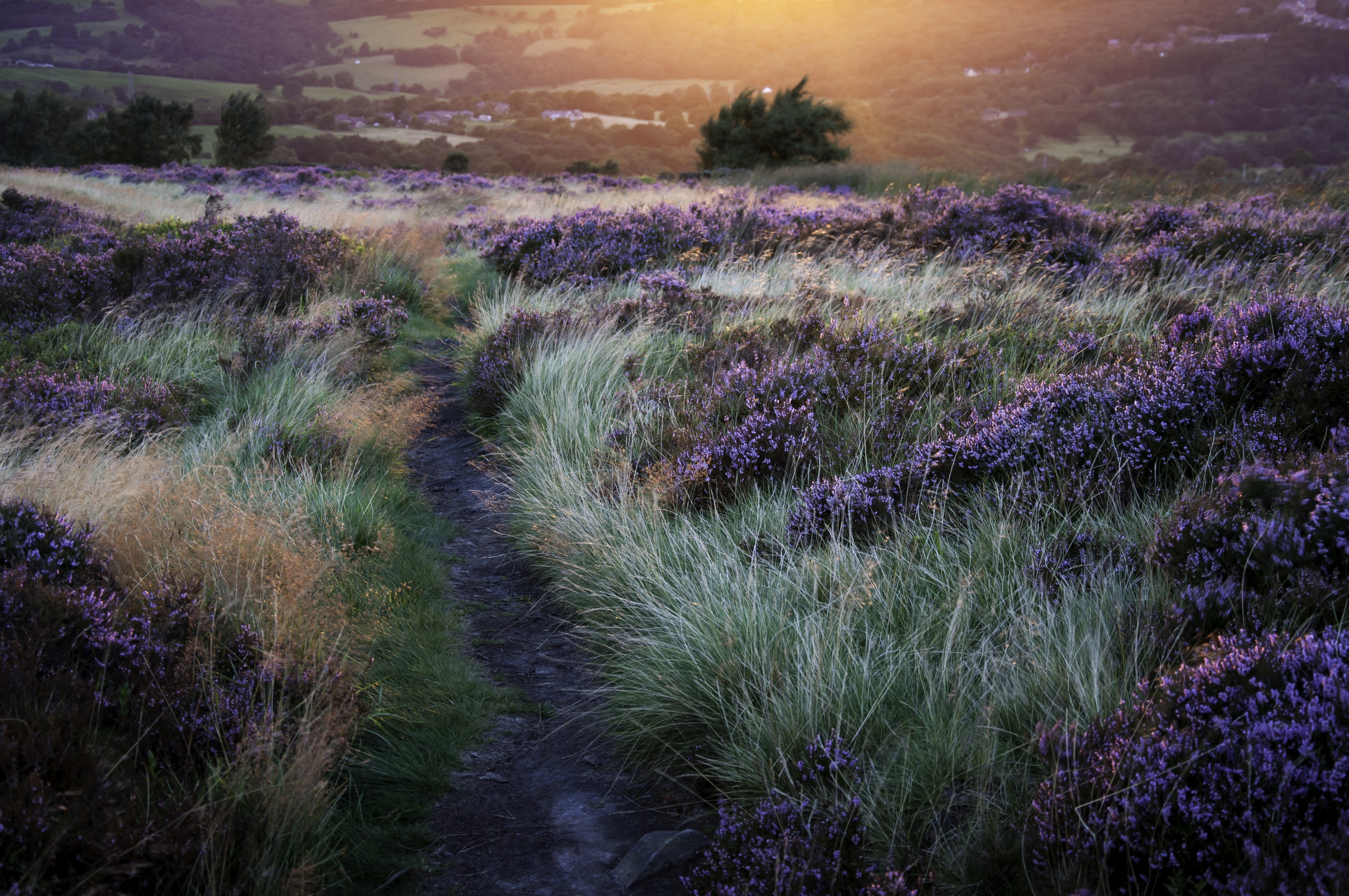 Path through purple heather at sunset