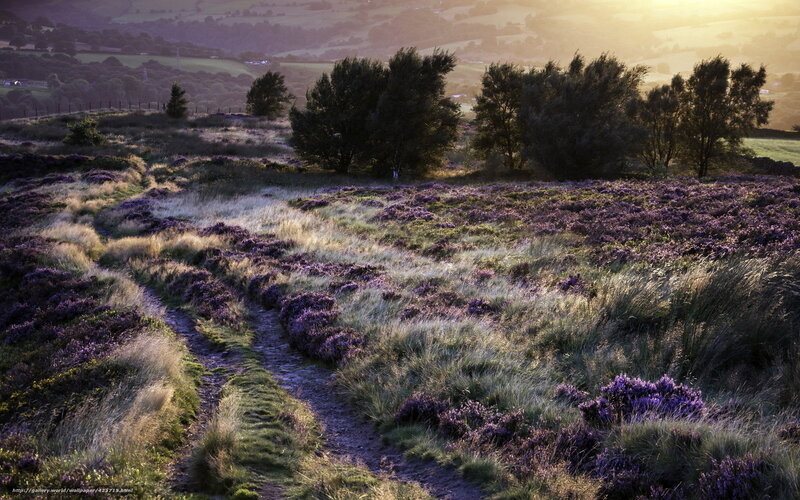 Path through purple heather at sunset