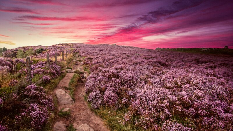 Path Through Purple Heather — Dramatic