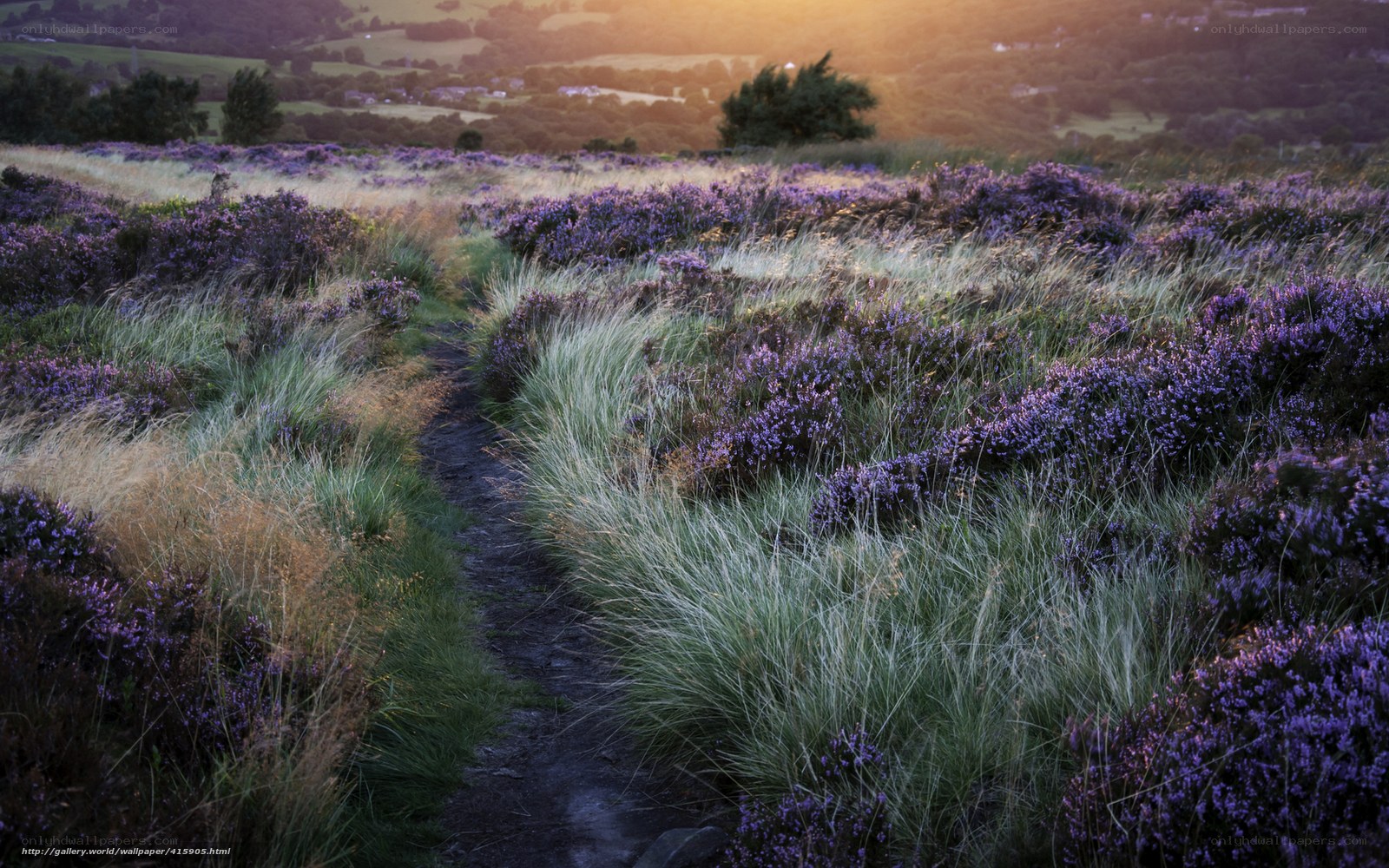 Path through purple heather field