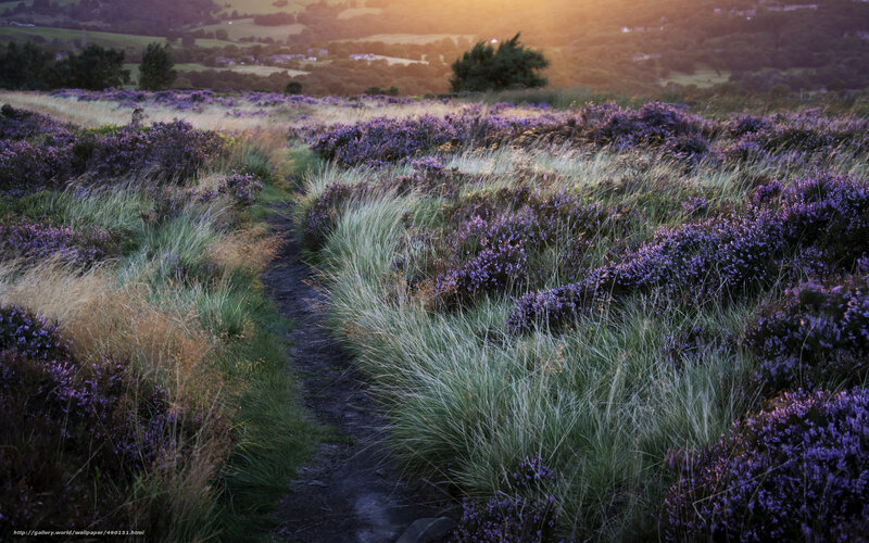 Path Through Purple Heather — Serene, Sunset, Photograph, Grass