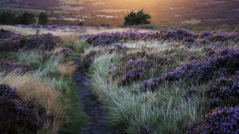 Path Through Purple Heather — Serene, Sunset, Photograph