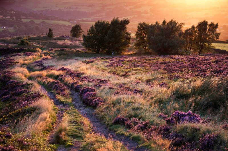 Path Through Purple Heather — Serene, Sunset, Photograph, Trees