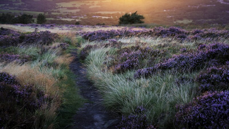 Path Through Purple Heather — Serene, Sunset