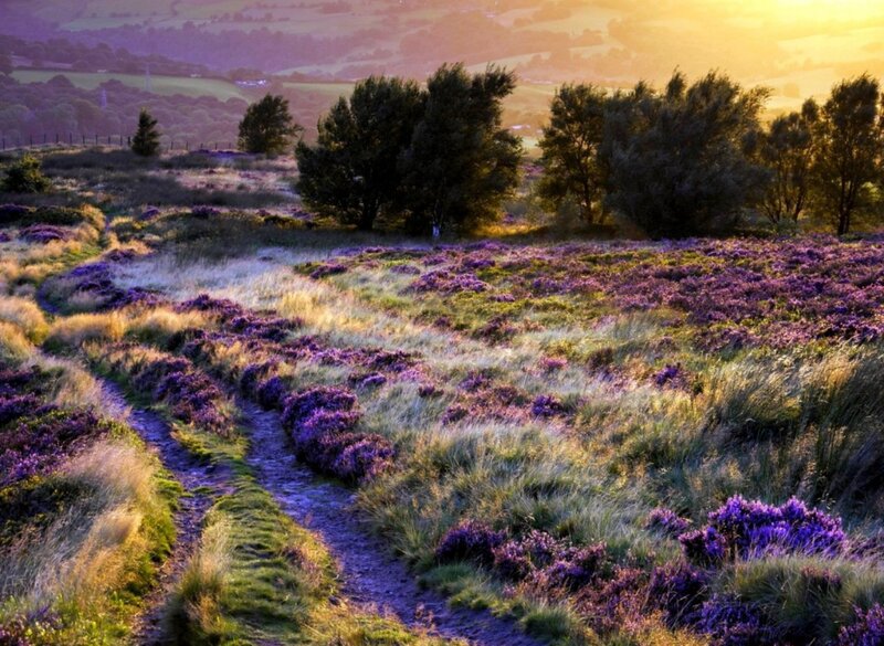 Path Through Purple Heather — Serene
