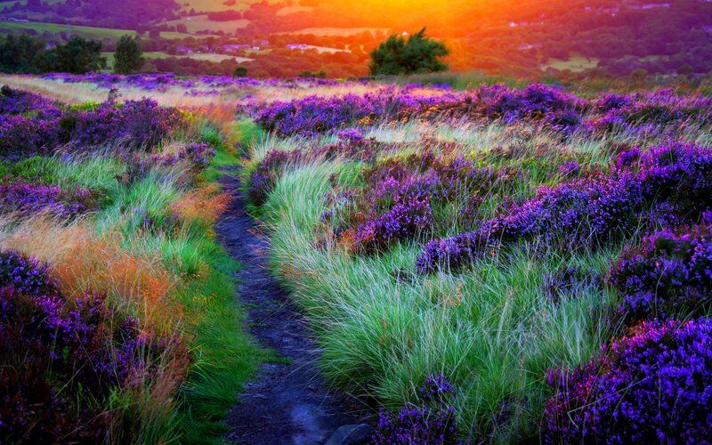 Path Through Purple Heather