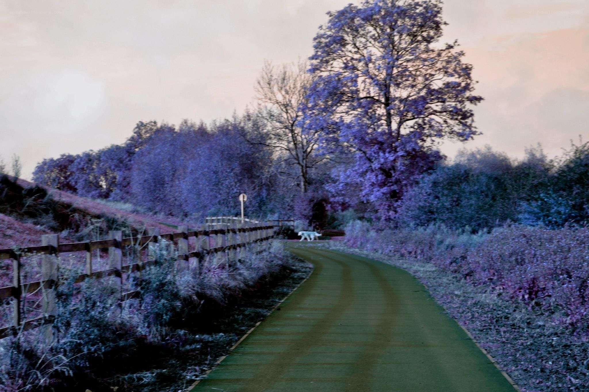 Path through purple landscape