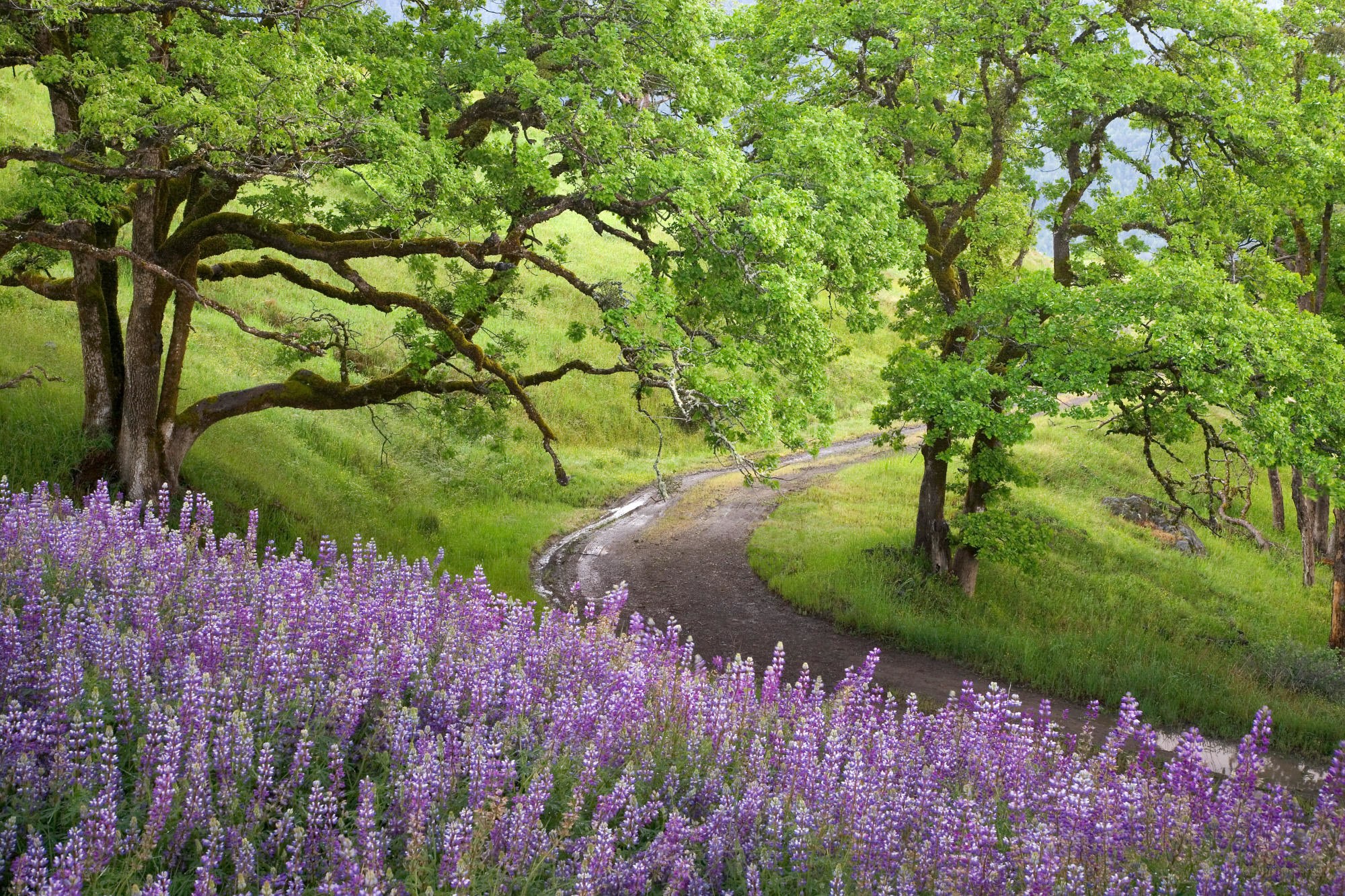 Path through purple lupine field
