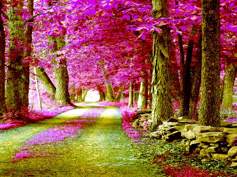 Path Through Purple Trees — Serene
