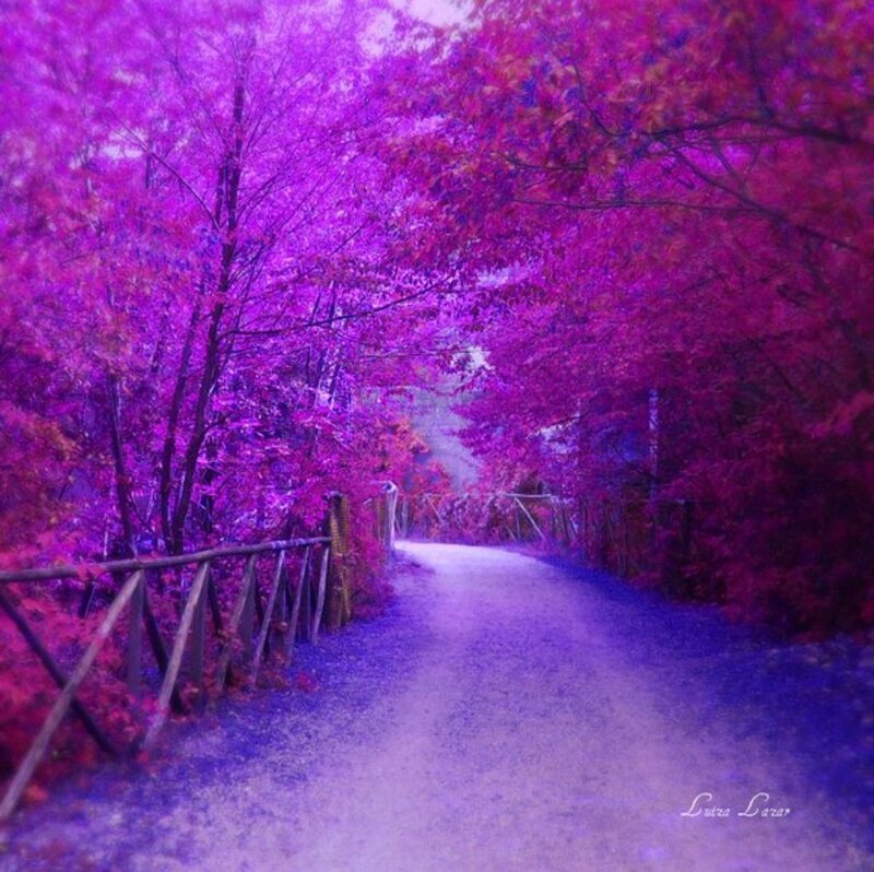 Path Through Purple Trees