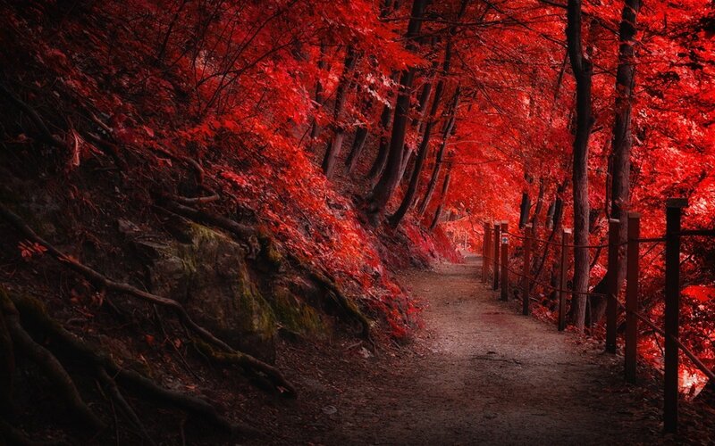 Path Through Red Forest — Dramatic