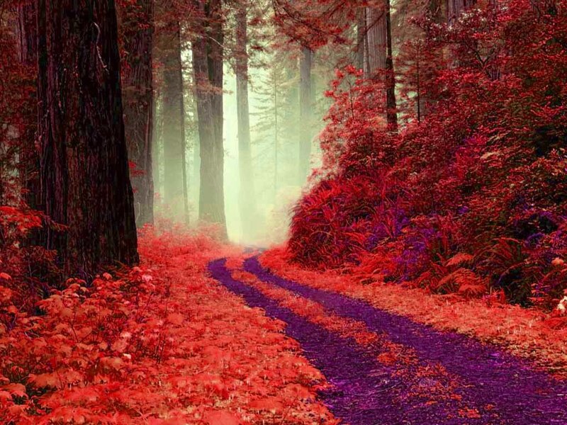 Path Through Red Forest — Mystical
