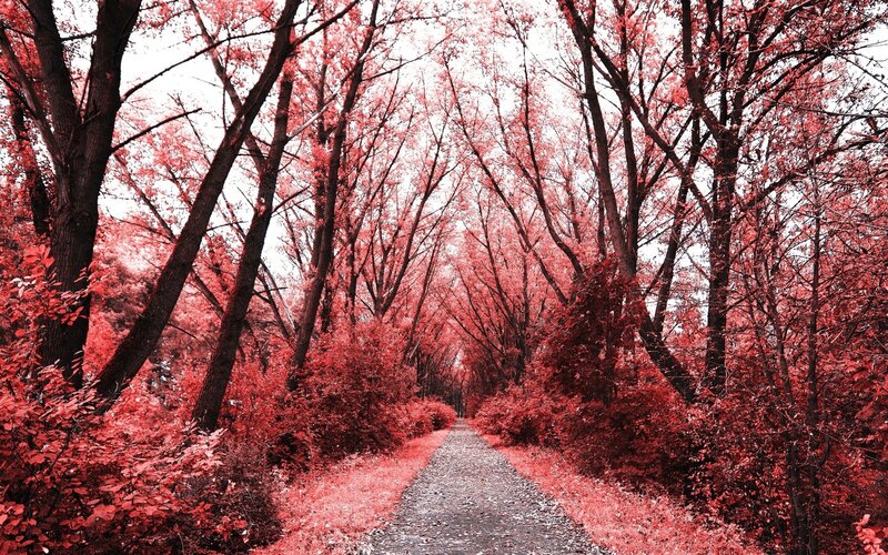 Path Through Red Forest — Serene, Autumn, Photograph