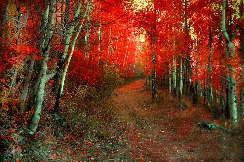 Path Through Red Forest — Serene, Autumn, Photograph, Trees