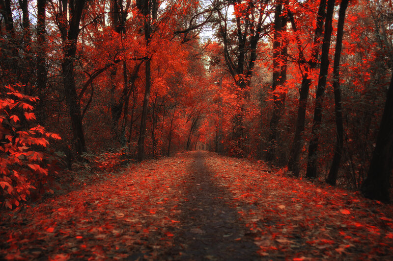 Path Through Red Forest — Serene, Autumn
