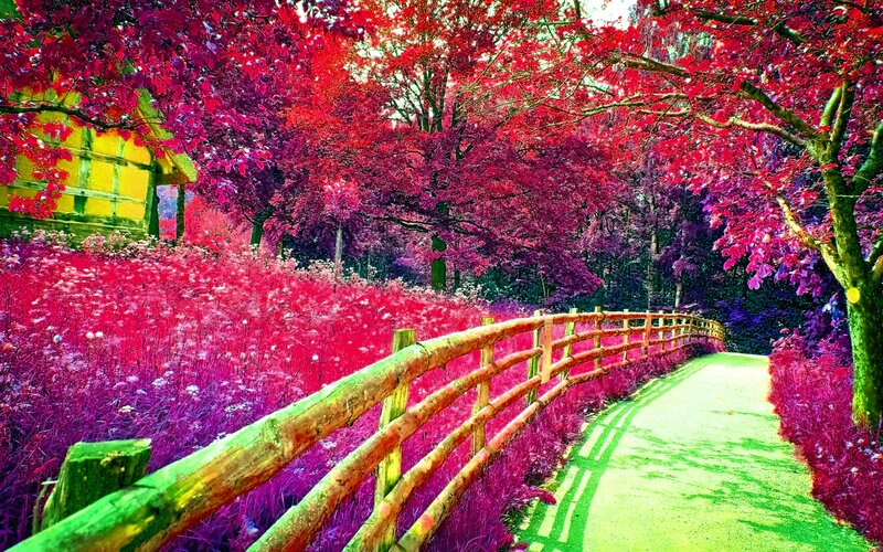 Path Through Red Forest — Serene