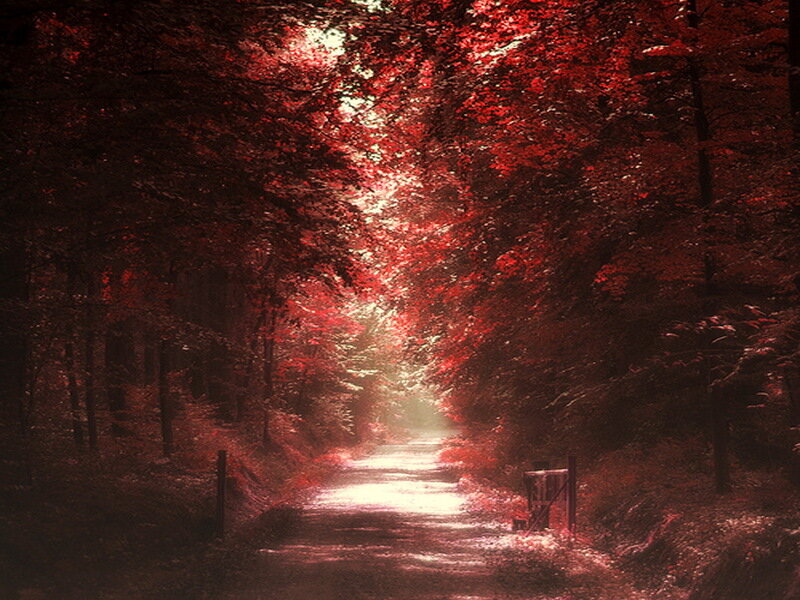 Path Through Red Forest