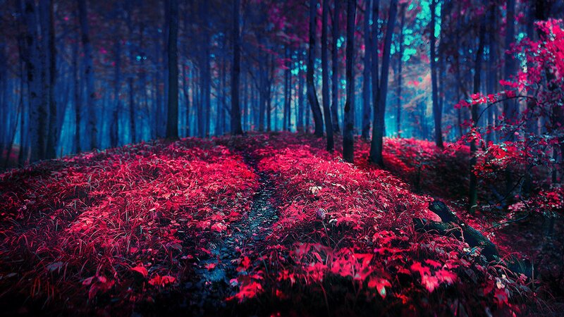Path Through Red-leafed Forest — Red, Mystical, Night, Digital Art