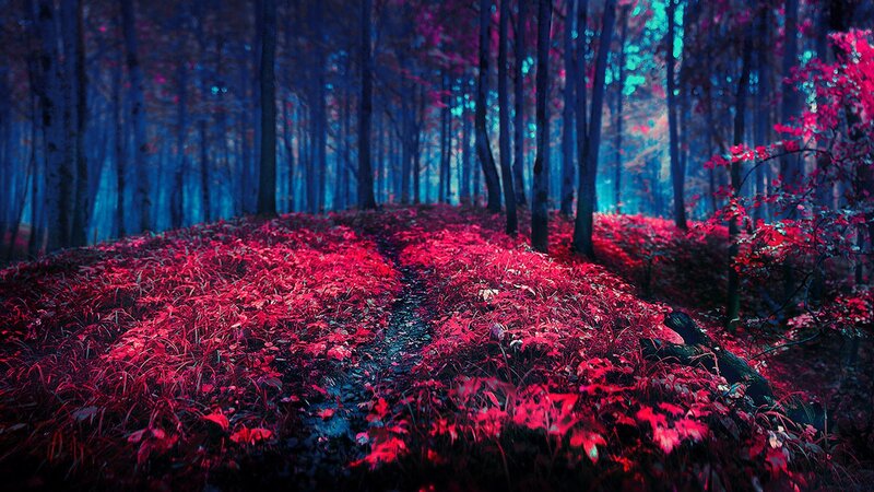 Path Through Red-leafed Forest — Red, Mystical, Night