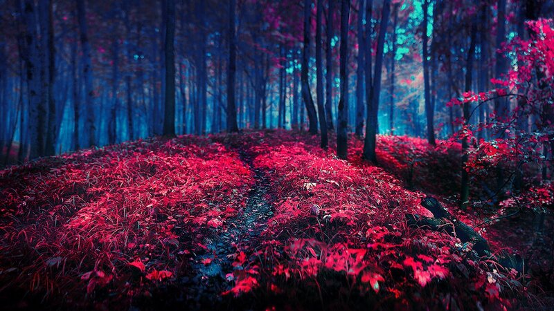 Path Through Red-leafed Forest — Red, Mystical