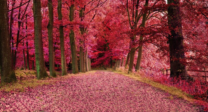 Path Through Red-leafed Forest — Red, Serene, Autumn, Photograph