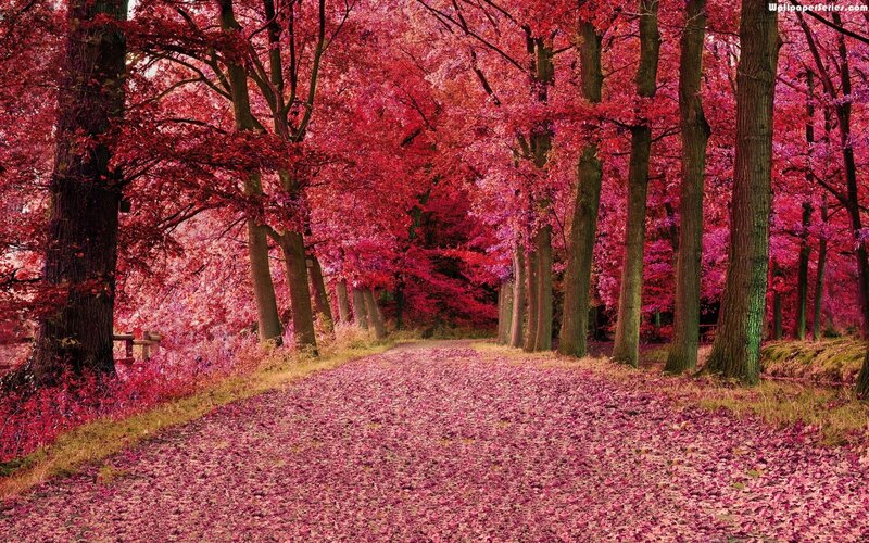 Path Through Red-leafed Forest — Red, Serene, Autumn