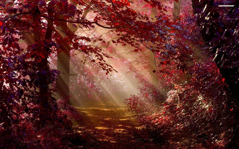Path Through Red-leafed Forest — Red, Serene