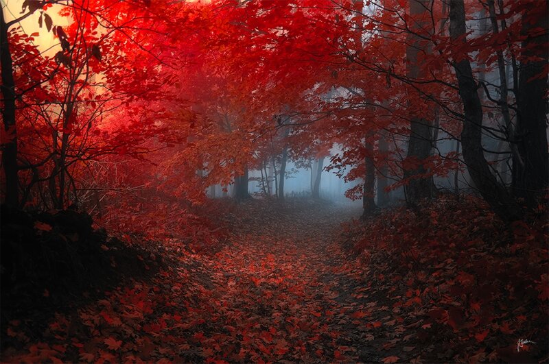 Path Through Red-leafed Forest — Red