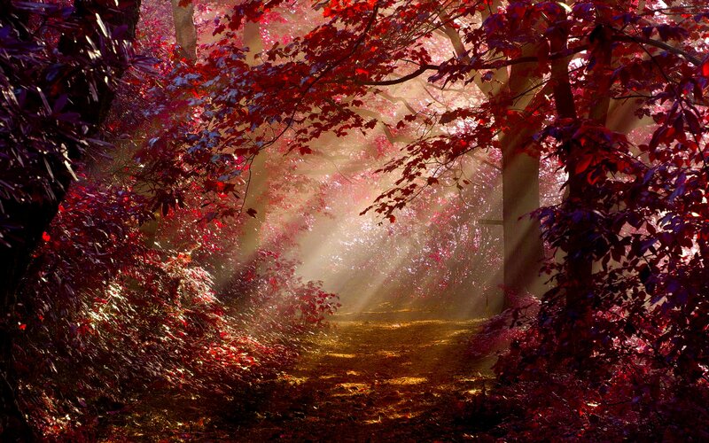 Path Through Red-leafed Forest