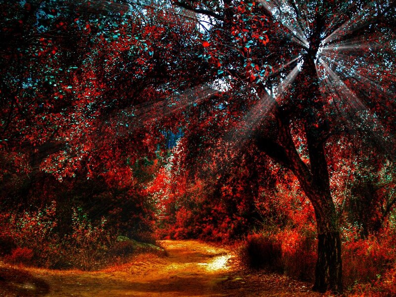 Path Through Red-leafed Trees — Red