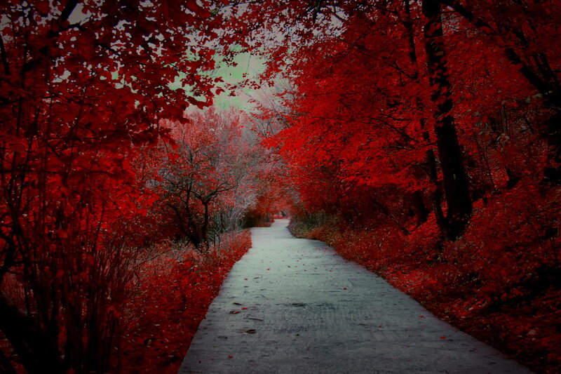 Path Through Red Trees — Dramatic