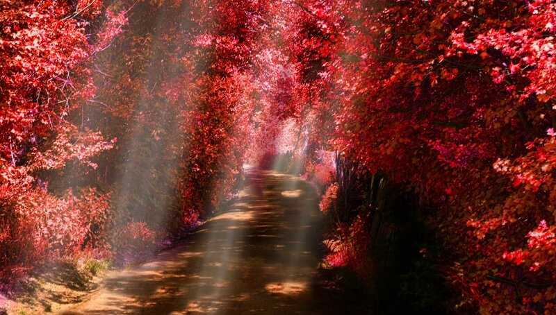 Path Through Red Trees — Serene