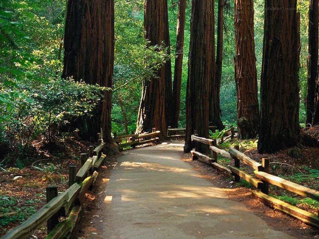 Path through redwood forest