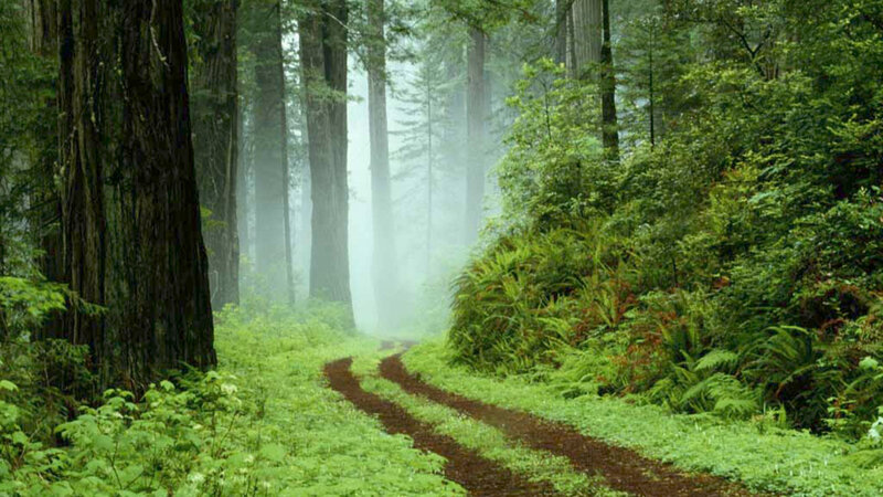 Path Through Redwood Forest — Green, Misty, Morning, Photograph, Trees, Fog
