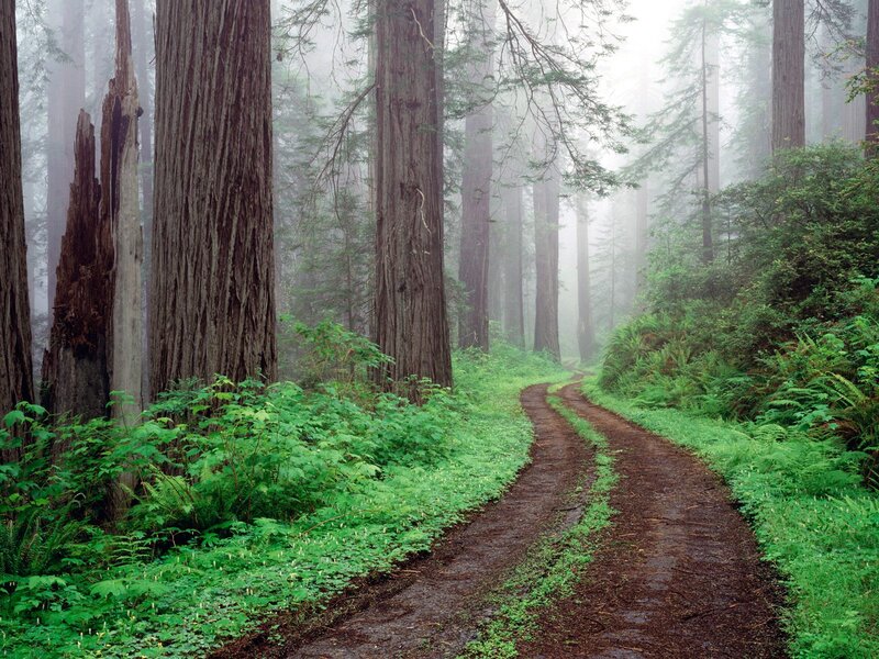 Path Through Redwood Forest — Green, Misty, Morning