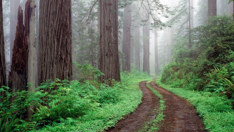 Path Through Redwood Forest — Green, Misty