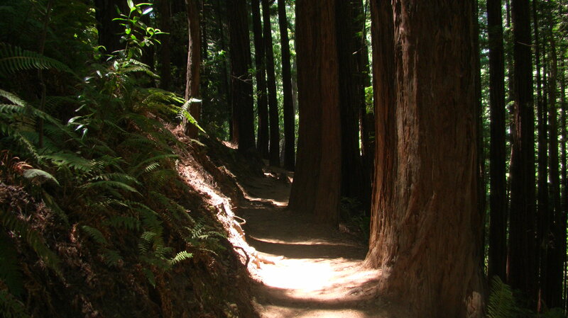 Path Through Redwood Forest — Green, Serene, Afternoon, Photograph