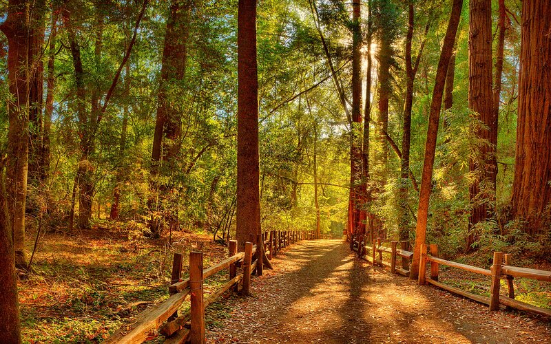 Path Through Redwood Forest — Green, Serene, Afternoon, Photograph, Trees, Fence