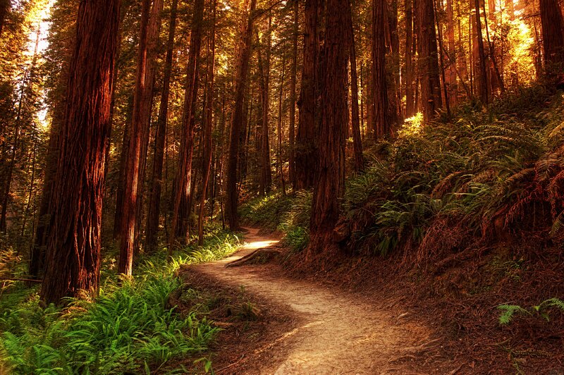 Path Through Redwood Forest — Green, Serene, Afternoon, Photograph, Trees, Fern