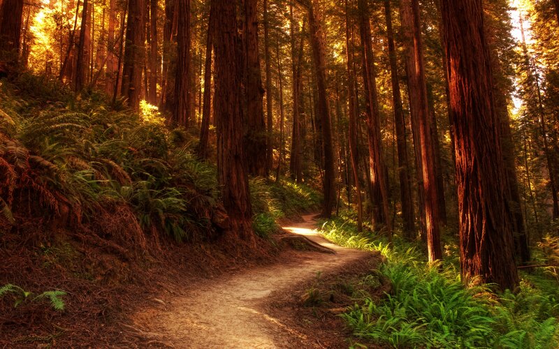 Path Through Redwood Forest — Green, Serene, Afternoon, Photograph, Trees