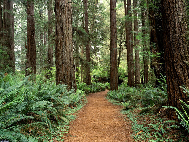 Path Through Redwood Forest — Green, Serene, Afternoon
