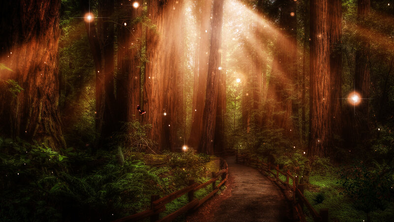 Path Through Redwood Forest — Green, Serene, Morning, Digital Art