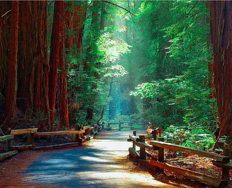 Path Through Redwood Forest — Green, Serene, Morning, Photograph, Trees, Fence, Sunlight