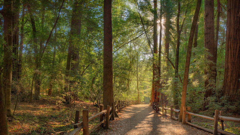 Path Through Redwood Forest — Green, Serene, Morning, Photograph, Trees, Fence