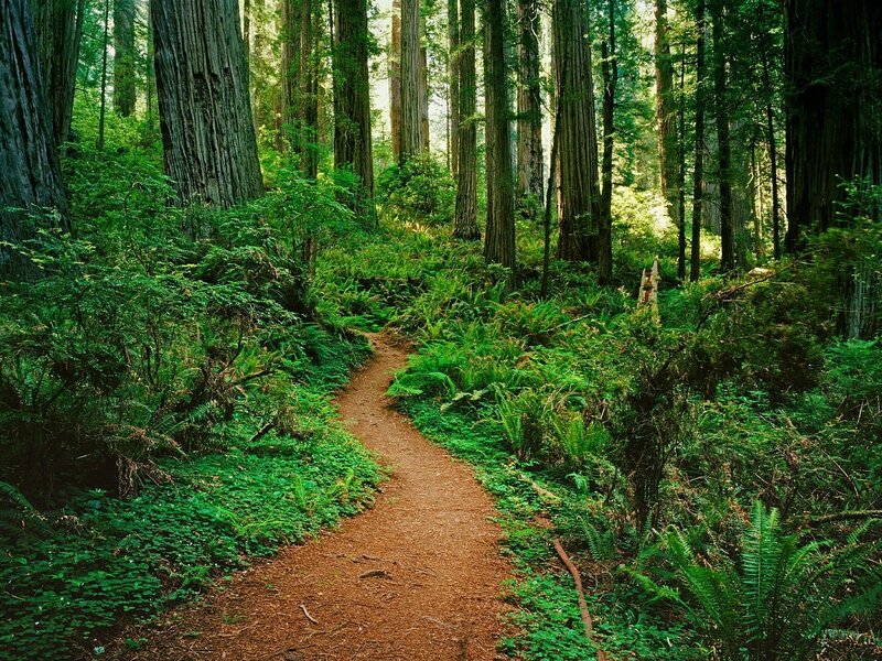 Path Through Redwood Forest — Green, Serene, Morning, Photograph, Trees, Ferns