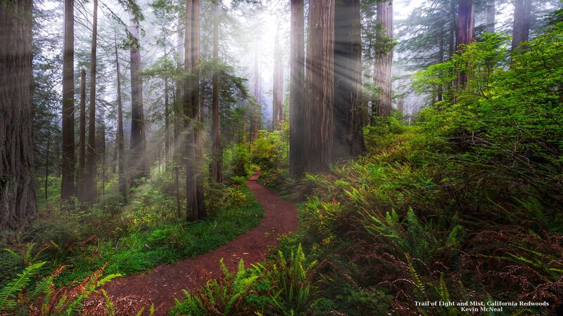 Path Through Redwood Forest — Green, Serene, Morning, Photograph, Trees, Mist