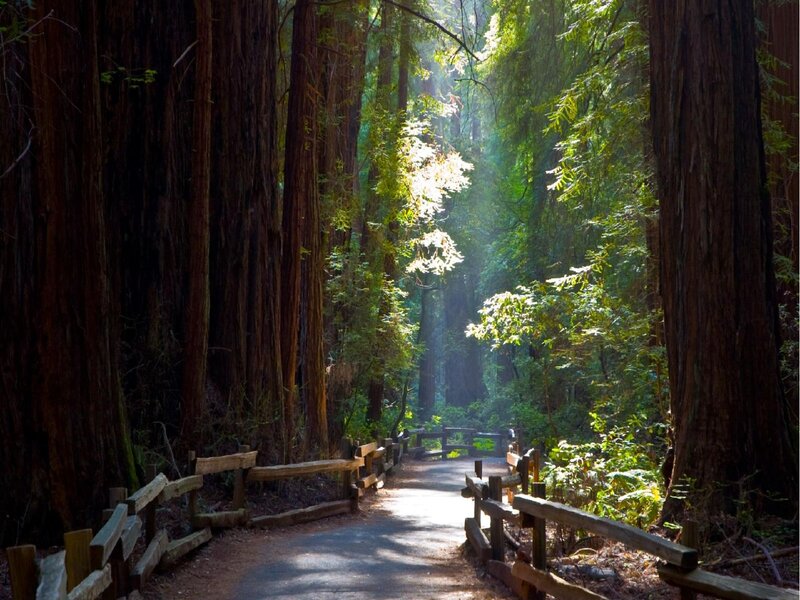 Path Through Redwood Forest — Green, Serene, Morning