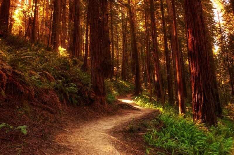 Path Through Redwood Forest — Green, Serene, Sunset