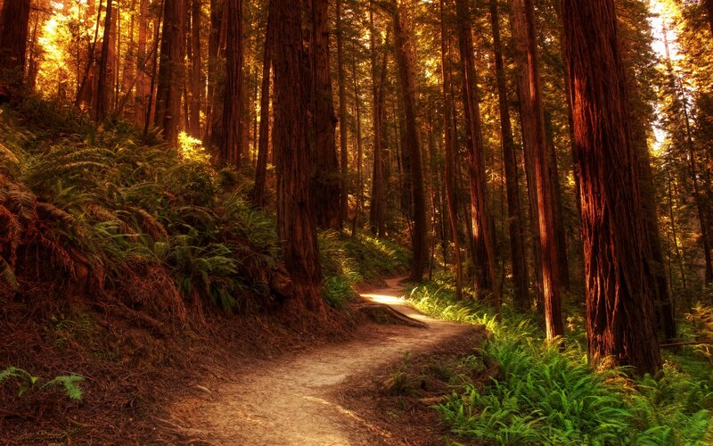Path Through Redwood Forest — Green, Serene