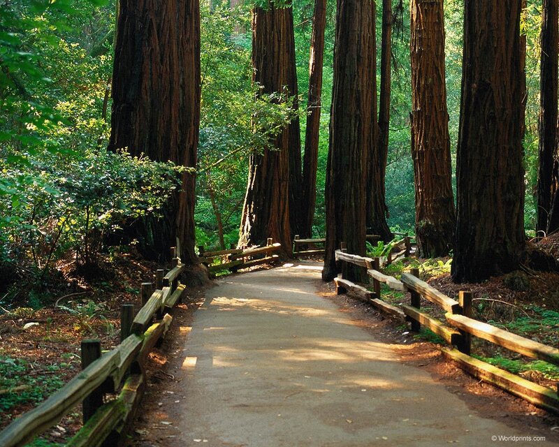 Path Through Redwood Forest — Green